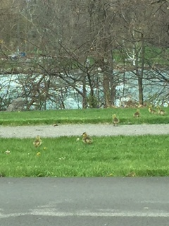 Baby geese 