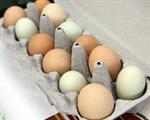 A dozen eggs in a carton 