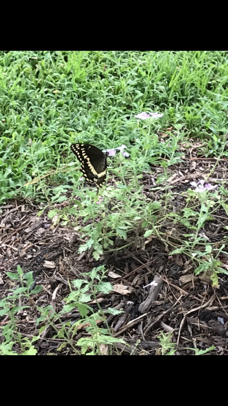 Butterfly 