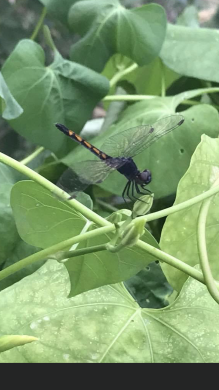 Dragonfly