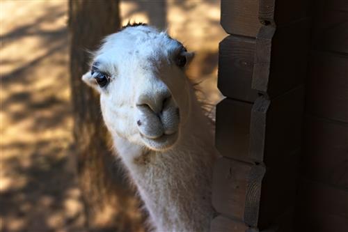 Llama  
