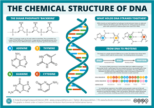 DNA 