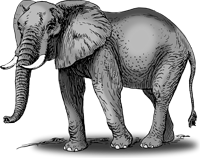 ELEPHANT 