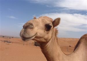 picture of a camel