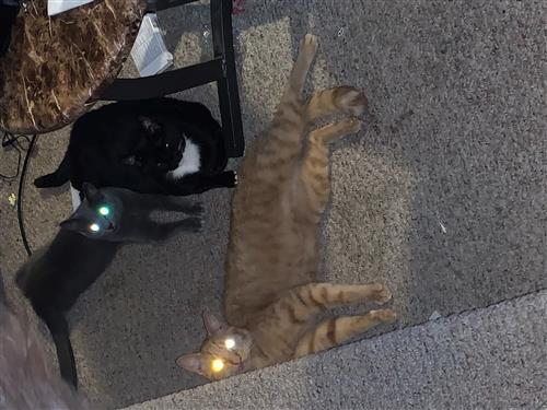 my three kitties